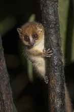 Brown mouse lemur (Microcebus rufus) in tree