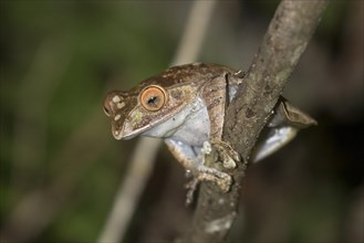 Madagascar bright-eyed frog (Boophis madagascariensis)