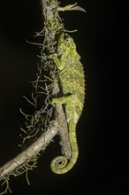 Parson's chameleon (Calumma parsonii)