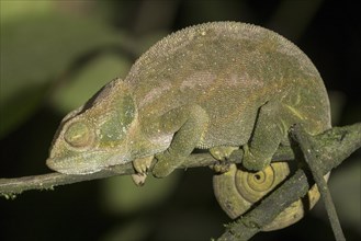 Parson's chameleon (Calumma parsonii) with closed eyes