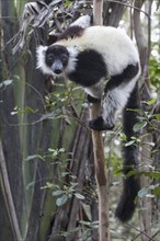 Black-and-white ruffed lemur (Varecia variegata) climbing in tree