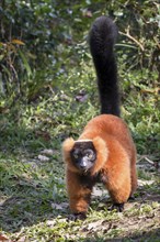 Red ruffed lemur (Varecia rubra) on ground