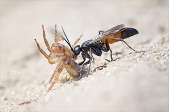 Spider wasp (Anoplius infuscatus) holding a captured wolf spider (Lycosidae)
