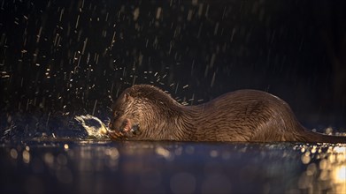 European otter (Lutra lutra) with fish as prey