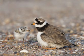 Common ringed plover (Charadrius hiaticula) with chick