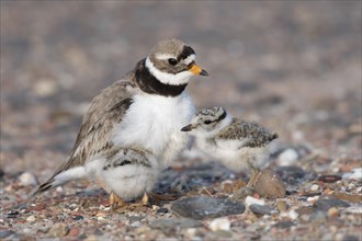 Common ringed plover (Charadrius hiaticula) with chick