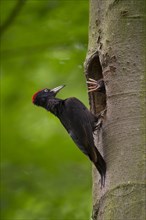 Black woodpecker (Dryocopus martius) with young birds