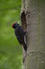 Black woodpecker (Dryocopus martius) at nesting hole