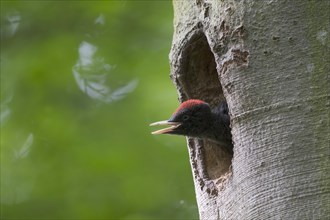 Black woodpecker (Dryocopus martius)