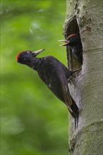 Black woodpecker (Dryocopus martius) at the nesting hole