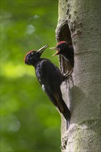 Black woodpecker (Dryocopus martius) at the nesting hole