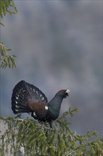 Courtshiping capercaillie (Tetrao urogallus) sits in fir