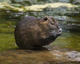 Nutria (Myocastor coypus) cleaning itself at the water