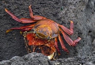 Red rock crab (Grapsus grapsus) feeds a lobster