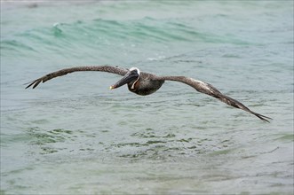 Brown Pelican (Pelicanus Occidentalis urinator) in flight