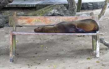 Galapagos sea lion (Zalophus wollebaeki) sleeps on a bench