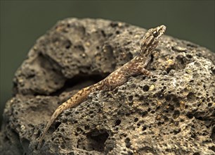 Baur's Leaf-toed Gecko (Phyllodactylus baurii) on lava rocks