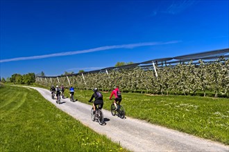 Cyclist in blooming apple tree plantations