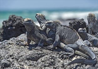 Galapagos Marine Iguana (Amblyrhynchus cristatus albemarlensis) warm up in the sun