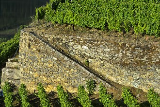 Dry stone walls in the Hollen Valley vineyard
