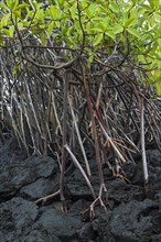 Red mangrove (Rhizophora mangle) growing on lava rocks