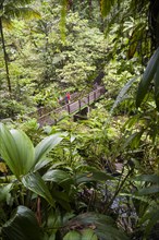 Hikers on a wooden bridge in a tropical rainforest