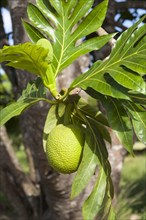 Breadfruit (Artocarpus altilis)
