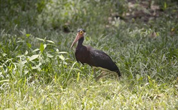 Storm's stork (Ciconia stormi) in grass on a forest clearing