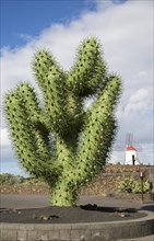 Giant green cactus sculpture