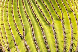Giant Barrel Cactus (Echinocactus Platyacanthus)