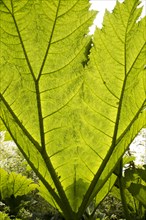 Underneath huge leaf of Giant Gunnera plant (Gunnera manicata)