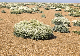 Sea Kale (Crambe maritima) in flower
