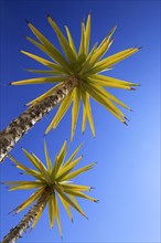 Spanish bayonet (Yucca aloifolia)