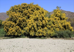 Mimosa tree or Silver Wattle (Acacia dealbata) with yellow flowers