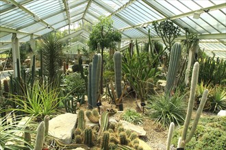 Desert plants inside the Princess of Wales conservatory