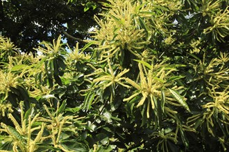 Sweet chestnut (Castanea sativa) tree in flower