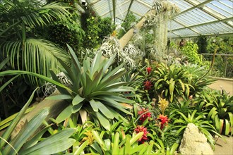 Tropical rainforest environment inside the Princess of Wales conservatory