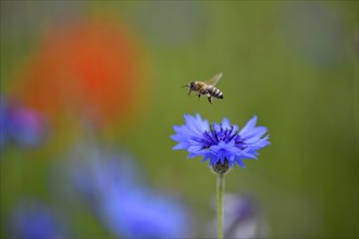 Honey Bee (Apis) flies over Cornflower (Centaurea cyanus)