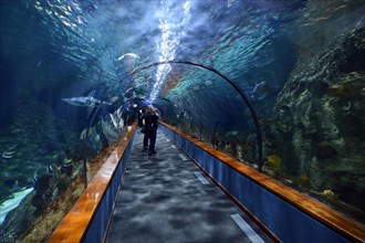 Tunnel through the aquarium