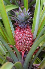 Pineapple plant with ripe pineapple (Ananas bracteatus)