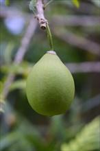 Fruit of the calabash tree (Crescentia cujete)