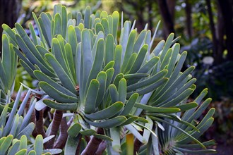 Aloe (Kumara plicatilis