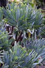 Aloe (Kumara plicatilis