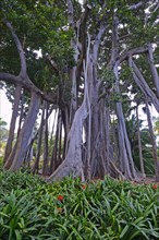 Moreton Bay fig (Ficus macrophylla) or Australian banyan