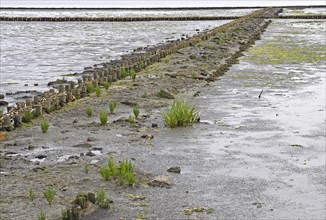Fascines for support in tidal flat