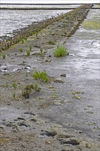 Fascines for support in tidal flat