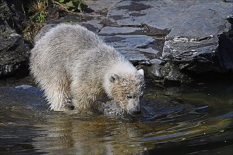 Young Polar bear (Ursus maritimus) drinking on water