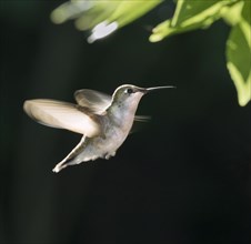 Female ruby-throated hummingbird (Archilochus colubris) flying