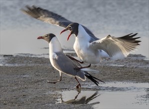 Fighting laughing gulls (Leucophaeus atricilla) at the ocean beach