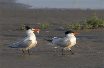Courtship of royal terns (Thalasseus maximus) at the ocean beach